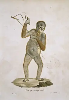 Pongo pygmaeus, orangutan