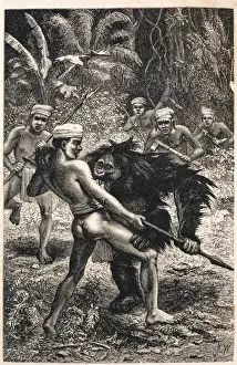 Pongo pygmaeus, orangutan