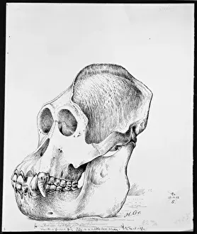 Pongo pygmaeus, orangutan