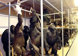 Pongo pygmaeus, orangutan and Gorilla gorilla, western goril Pongo pygmaeus, orangutan and Gorilla gorilla, western goril
