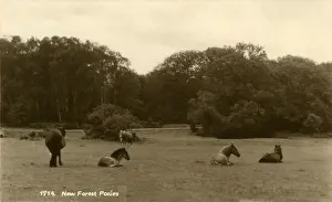 Ponies