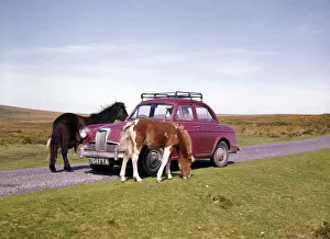 Two ponies with red car, Dartmoor, Devon