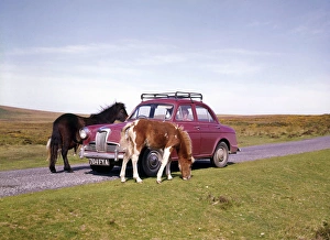 Ponies Gallery: Two ponies with red car, Dartmoor, Devon
