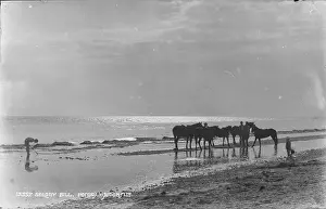Ponies at Selsey Bill