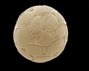 Planktonic Collection: Pontosphaera japonica