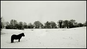 Images Dated 6th February 2009: Pony in snowy field
