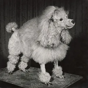 Poodle