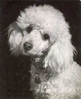 Poodle