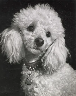 Poodle