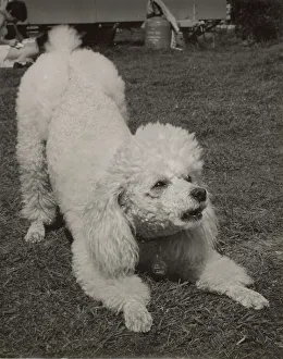 Poodle