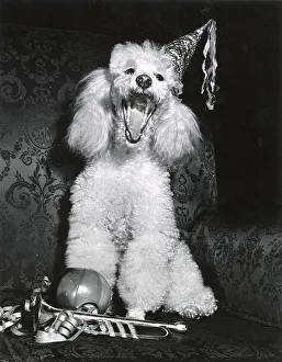 Poodle