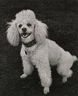Poodle
