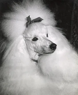 Poodle