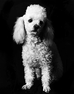 POODLE