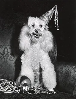 Poodle Date: circa 1960s