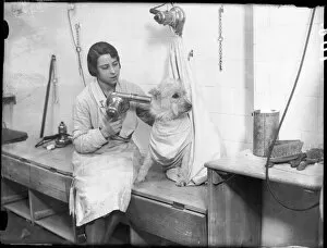 Poodle Collection: Poodle Parlour 1930S