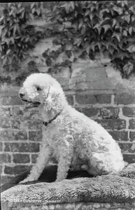 Judges Prints: A Poodle in Profile