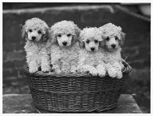 Poodle Prints: POODLE PUPPIES