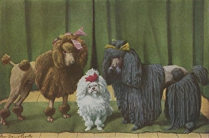 Three Poodle Specimens