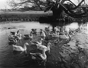 Mill Pool Geese