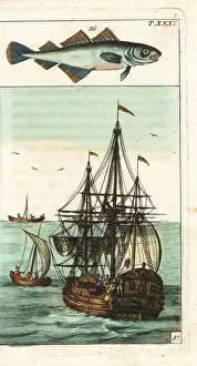 Gadus Prints: Poor cod, Trisopterus minutus