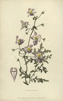 Richardmorris Prints: Poor mans orchid, Schizanthus porrigens