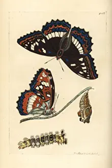 Poplar Prints: Poplar admiral butterfly, Limenitis populi