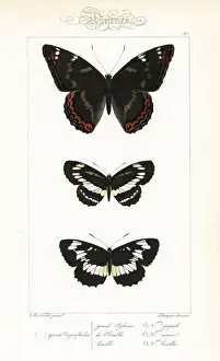 Poplar admiral, common glider, and Hungarian glider