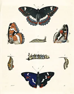 Apatura Gallery: Poplar admiral and purple emperor