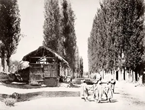 Poplar Avenue near Bambagh, Kashmir