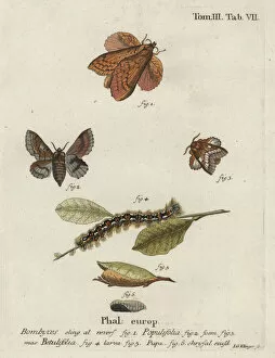 Abbildungen Gallery: Poplar lappet and small lappet moths