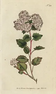Sansom Prints: Poplar-leaved stonecrop, Sedum populifolium