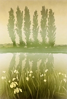 Beautiful Landscapes Gallery: Poplar Trees and Yellow Flag Irises