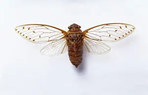 Hemiptera Prints: Poponia merula, cicada
