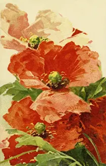 Poppies