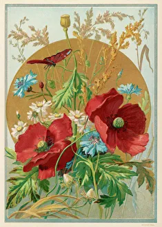 Flowers and Plants Gallery: Poppies Daisies