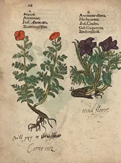 Poppy anemone, Anemone coronara, and pasque