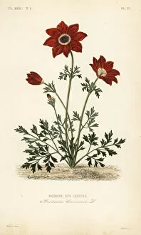 Jardins Collection: Poppy anemone or Spanish marigold, Anemone coronaria