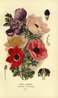 Poppy Prints: Poppy anemones, Anemone coronaria
