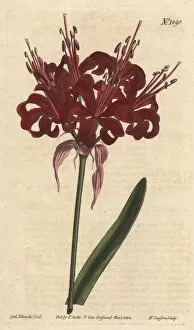 Amaryllis Gallery: Poppy coloured amaryllis, a native of Cape