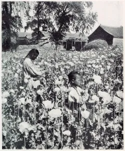 Drug Prints: Poppy cultivation, Manchuria Date: 1907