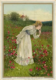 Poppy Field