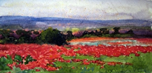 Images Dated 27th August 2009: A poppy field, France, c 1918