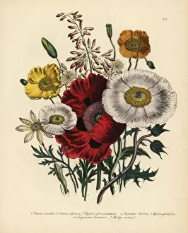 Alpinum Gallery: Poppy or Papaver species