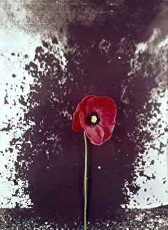 Explosion Gallery: Poppy superimposed on mine explosion, WW1