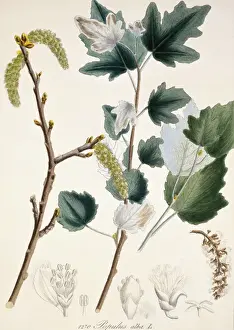 Poplar Prints: Populus alba L. DCXIV, white poplar