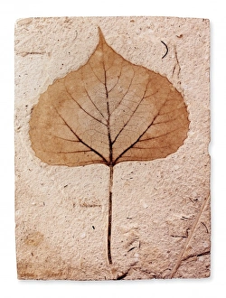 Miocene Gallery: Populus latior