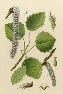 Images Dated 11th June 2012: Populus Tremula