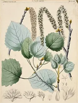 Poplar Prints: Populus tremula, aspen