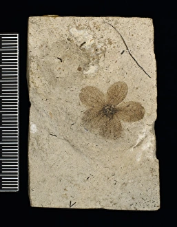 Cenozoic Gallery: Porana oeningen, fossil flower
